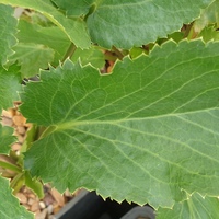 Eryngium amethystinum